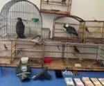 Polícia apreende pássaros silvestres, arma e drogas no Espírito Santo