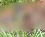 Corpo deformado é encontrado às margens da BR-101 em Rio Novo do Sul