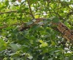 VÍDEO | Cobra em árvore assusta moradores em bairro de Cachoeiro