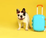 Você sabe onde deixar o seu pet nas férias?