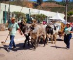 Ibatiba: Festa do Tropeiro é oficializada como patrimônio cultural