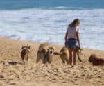 Praia: infectologista aponta motivos para pensar antes de ir com animais