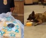 Drogas enviadas pelos Correios são apreendidas com ajuda de cães no ES