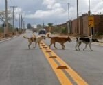 Motorista que atropelar animal e não comunicar terá que pagar multa