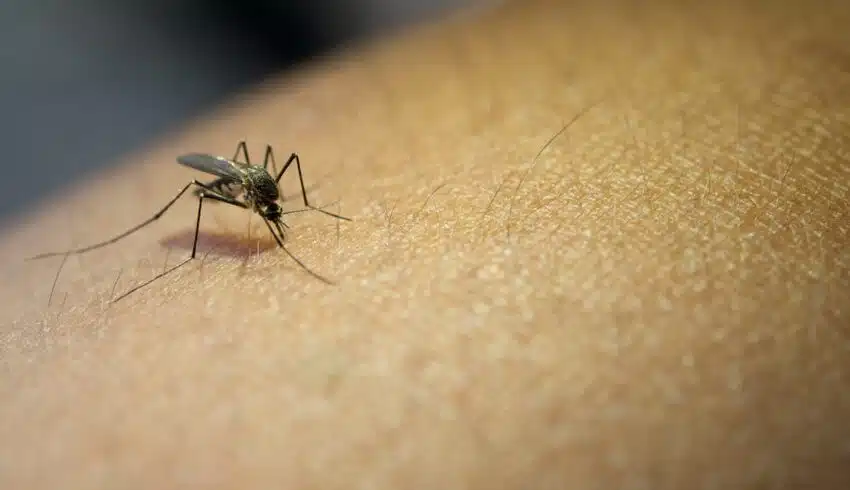 Mosquito da Dengue