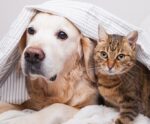 Como proteger os pets de fogos de artifício nesta virada de ano
