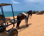 Jericoacoara, no Ceará, proíbe uso de charretes com tração animal; entenda