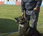 Cão policial encontra drogas enterradas na areia de Marataízes