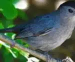 Eventos com aglomeração de aves continuam suspensos no Espírito Santo