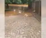 Chuvas em Castelo: Defesa Civil emite alerta de atenção no município