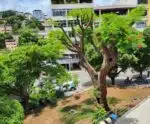 Árvore centenária de Cachoeiro segue preservada e volta a florir