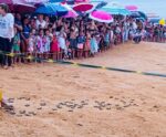 VÍDEO: filhotes de tartarugas saem de ninho e seguem para o mar em Anchieta