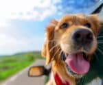 Inscrição aberta para castração de animais em Jerônimo Monteiro até neste sábado (13)