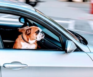 Projeto obriga motoristas de aplicativo a transportar animais de estimação Transporte de animais