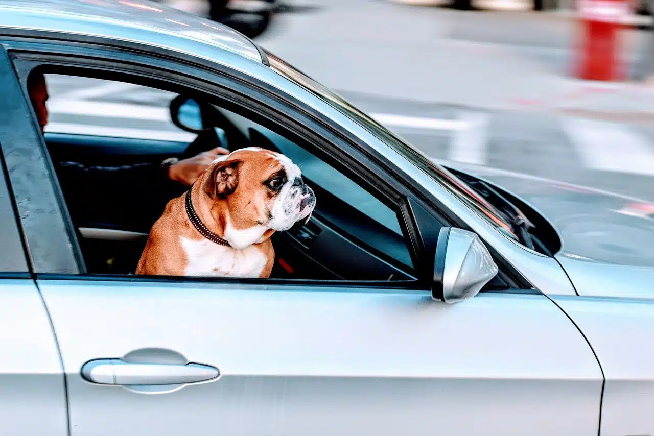Transporte de animais