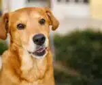 De patrimônio nacional a protagonista: cachorro caramelo ganhará filme