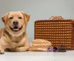 Vai viajar e não sabe onde deixar seu pet? Veja algumas opções