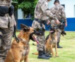 Cães da PM do ES impressionam com recorde histórico em operações