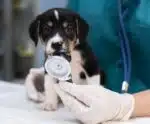 Conselho de Medicina Veterinária do ES abre concurso para diversas vagas