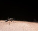 Dengue: como os mosquitos ‘Aedes’ decidem onde colocar seus ovos