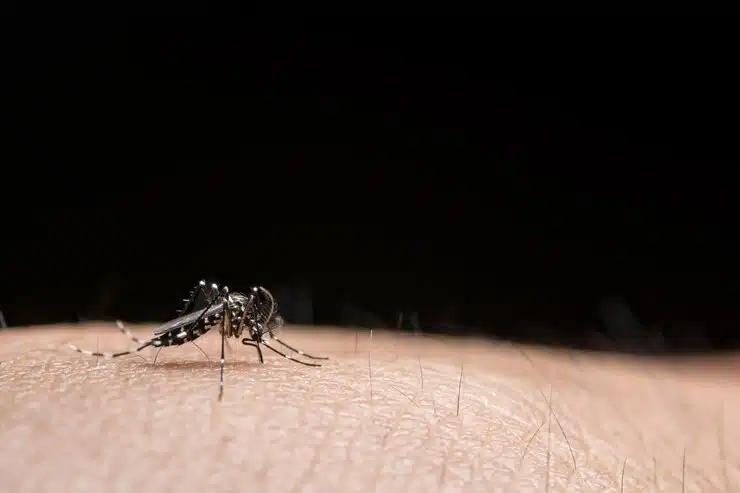 Dengue em Cachoeiro