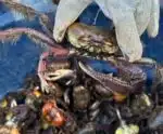 Segundo período de andada do caranguejo-uçá começa neste sábado (10)