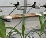 Fungo pode controlar a principal praga que afeta o cultivo de milho