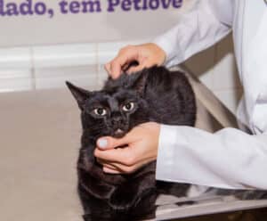 Cuidando dos pets! Calor causa maior incidência de doenças parasitárias Doenças em pets