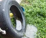 Estudo vai ajudar a mapear presença do mosquito da dengue em Anchieta