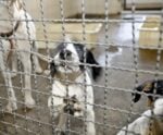 Envolvidos em maus-tratos de animais no ES viram alvo de CPI