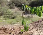 Proposta estimula plantio de árvores no Espírito Santo