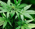 Maconha foi liberada? Entenda a decisão do STF sobre o porte