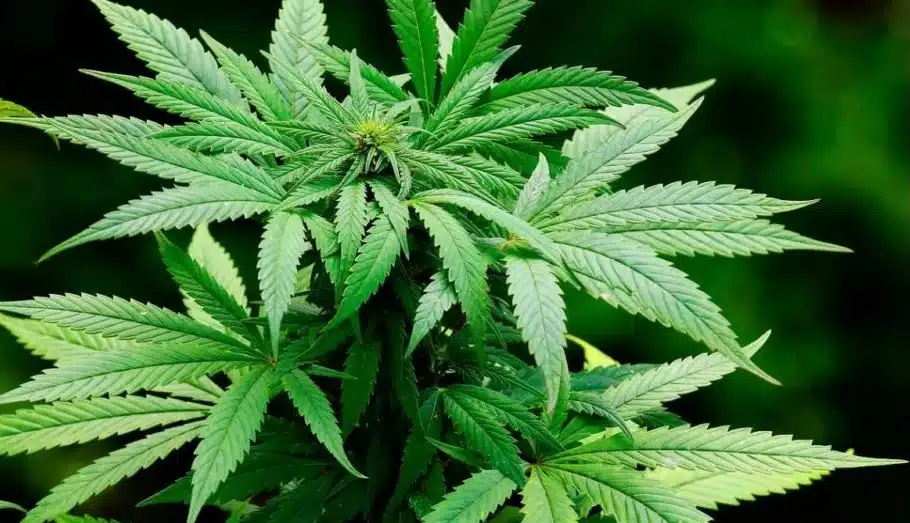 Descriminalização da maconha