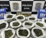 Polícia Civil desmantela laboratório para cultivo de maconha no ES