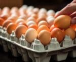 Produção de ovos atinge recorde em 2023