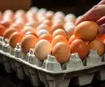 Produção de ovos atinge recorde em 2023