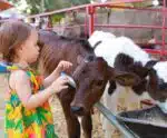 Maior feira rural do ES prepara dia na fazenda gratuito com mini animais