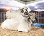 ExpoSul: concurso leiteiro reúne animais que valem mais de R$ 200 mil