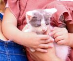 Feira de adoção busca novo lar para pets em Cachoeiro; saiba mais