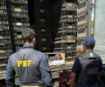 Operação no ES apreende 165 mil maços de cigarros contrabandeados