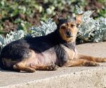 Pets idosos precisam de cuidados especiais para a saúde das articulações