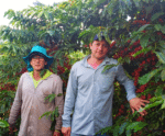 Veja como melhorar a produtividade em pequenas propriedades rurais