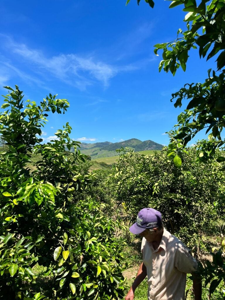 Produtores explicam o apelido Terra da Laranja