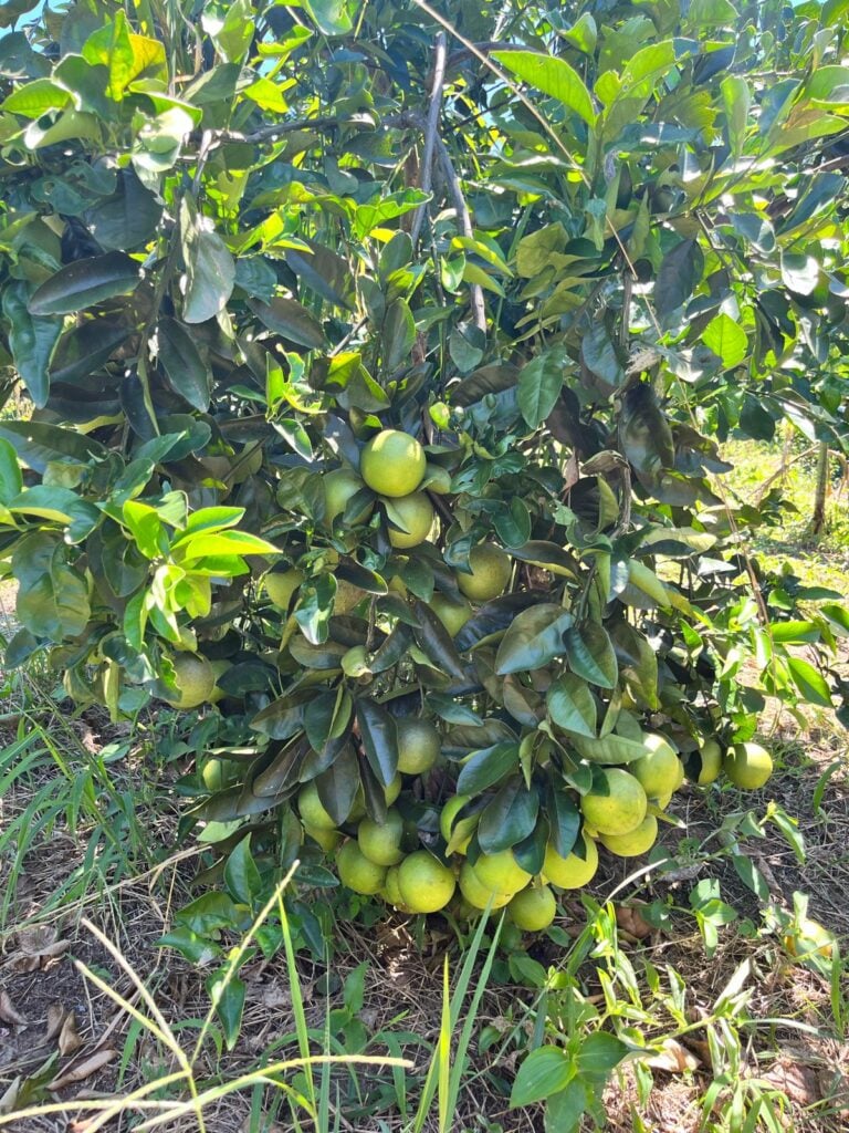 A Terra da Laranja é conhecida em todo o ES