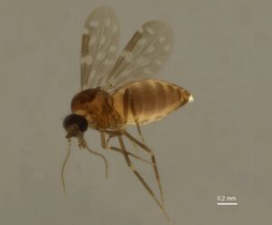 Anchieta é a primeira cidade do Sul do ES a registar Febre do Oropouche febre do oropouche