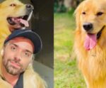 Lei Joca: Câmara aprova projeto que regulamenta transporte de pets em avião