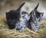 Saúde dos gatos: veja mitos e verdades sobre os felinos