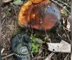 Polícia Ambiental identifica desmatamento em reserva legal em Irupi