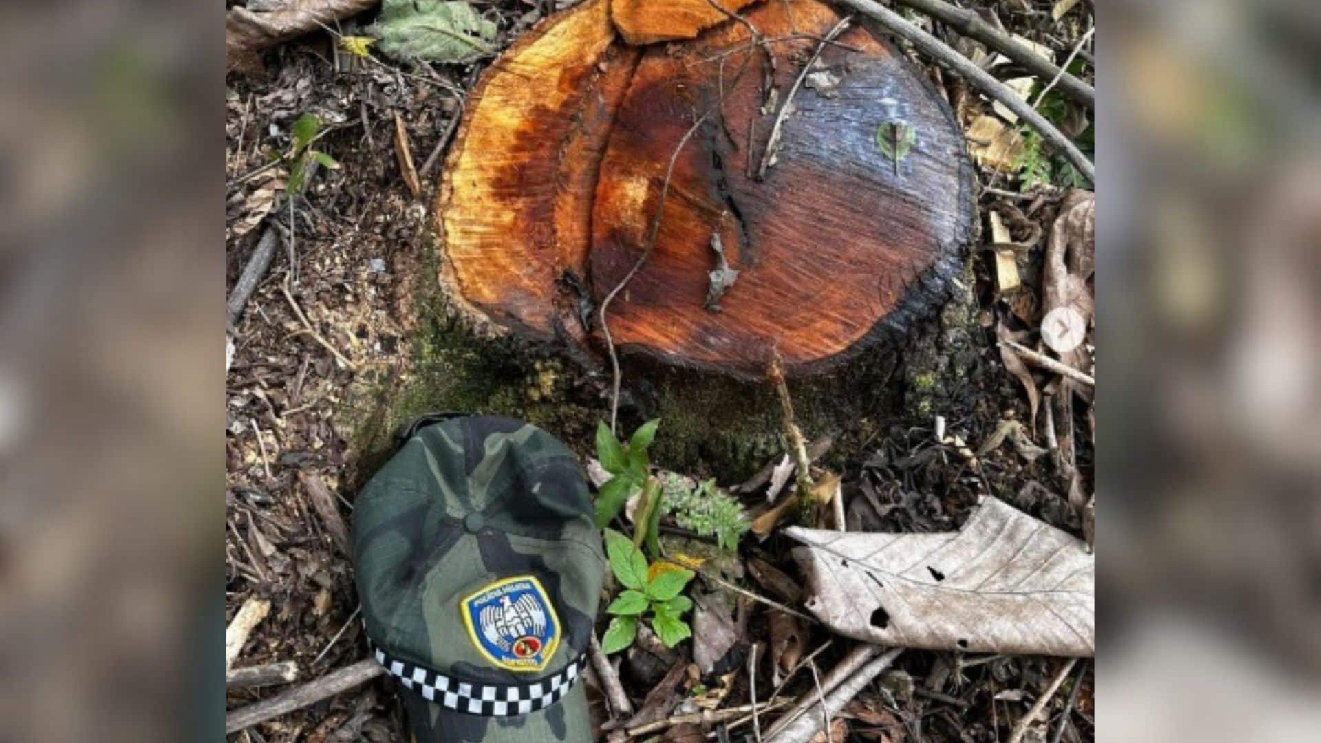 Foto: Reprodução/Instagram/Polícia Ambiental Foto: Reprodução/Instagram/Polícia Ambiental