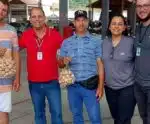 Pesquisa fortalece cadeia produtiva do alho na Região Serrana do ES